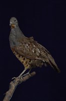 藏品(竹雞)的圖片